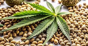 Understanding Marijuana Seeds in New Mexico A Complete Guide