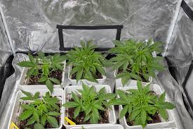 Understanding Marijuana Seeds in New Mexico A Complete Guide